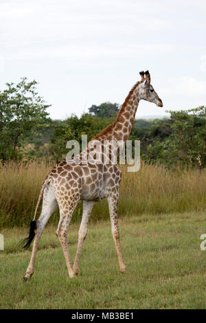 Girafe vu au cours d'une partie de route de Pamuzinda Safari Lodge, près de Harare, Zimbabwe. Le bateau Safari Lodge est situé dans un parc de jeu par le Seruwi River. Banque D'Images