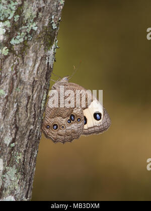 Un bois commun-papillon nymphe reposant sur un tronc d'arbre. Banque D'Images