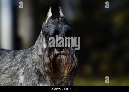 Chien Schnauzer miniature représentant - champion américain, très typique représentant de la race avec l'otectomie et amarré, queue de couleur poivre et sel Banque D'Images