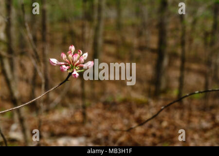 Avec le printemps arrive la floraison d'algues. Le chèvrefeuille commence à fleurir à Tishomingo State Park dans le Mississippi. Banque D'Images