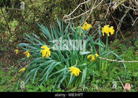 Les jonquilles en fleur dans le parc au printemps Banque D'Images