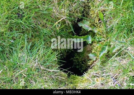 Trou de lapin dans l'herbe verte Banque D'Images