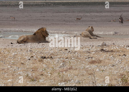 Les Lions à l'Etosha National Park, Namibie Banque D'Images