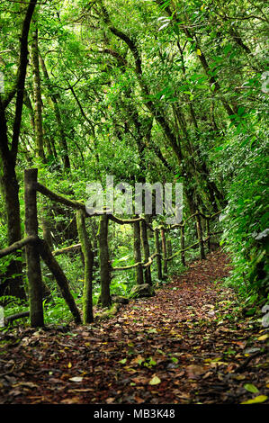 Un sentier de randonnée à Bosque Caricias, d''une réserve écologique, au Costa Rica. Banque D'Images