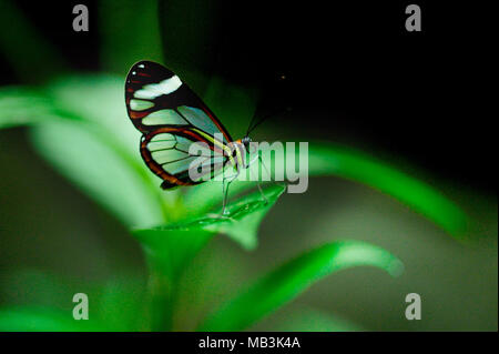 Le Glasswinged butterfly (Greta oto) est un magnifique pinceau putois papillon qui présente un certain nombre de comportements intéressants, tels que les longues migrations Banque D'Images