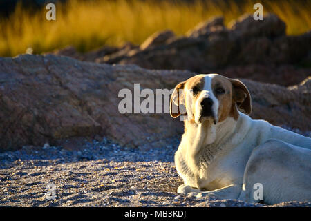 Chien à la recherche de l'appareil photo aux yeux tristes Banque D'Images