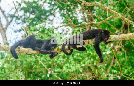 Avis sur les jeunes singes sur un arbre dans la jungle de Tikal - Guatemala Banque D'Images