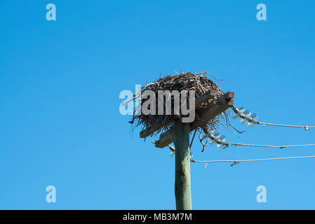 L'Osprey (Pandion haliaetus cristatus) nichent sur le haut d'un poteau d'électricité. L'Osprey est aka Sea Hawk, rivière hawk hawk ou le poisson. Banque D'Images