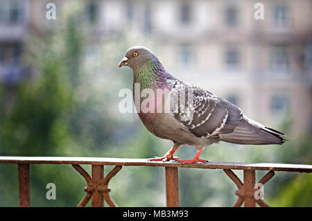 Pigeon gris assis sur la main courante sur fond flou au printemps de Moscou, Russie. Banque D'Images