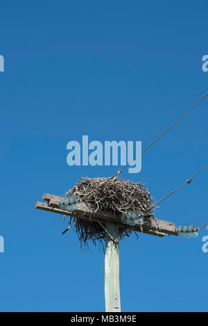 L'Osprey (Pandion haliaetus cristatus) nichent sur le haut d'un poteau d'électricité. L'Osprey est aka Sea Hawk, rivière hawk hawk ou le poisson. Banque D'Images