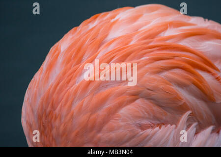 Détail des plumes roses Flamingo Banque D'Images