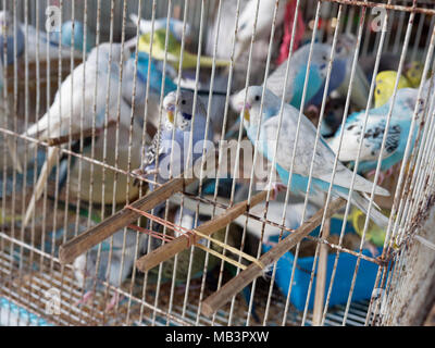 Cage à oiseaux de bleu et blanc ou perruche perruche à vendre sur le marché Banque D'Images