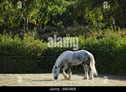 Percheron gris pommelé Draft Horse grazing in meadow Banque D'Images