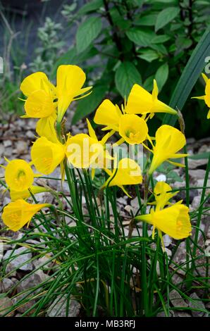 Narcissus bulbocodium jupon jupon cerceau jaune jaune jonquille fleurs printemps famille Amaryllidacae Banque D'Images