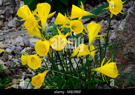 Narcissus bulbocodium jupon jupon cerceau jaune jaune jonquille fleurs printemps famille Amaryllidacae Banque D'Images