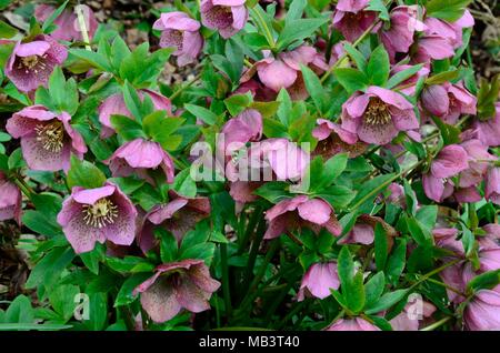 Helleborus orientalis Lenten Rose rose de Noël de graines hellébores fleurs Banque D'Images