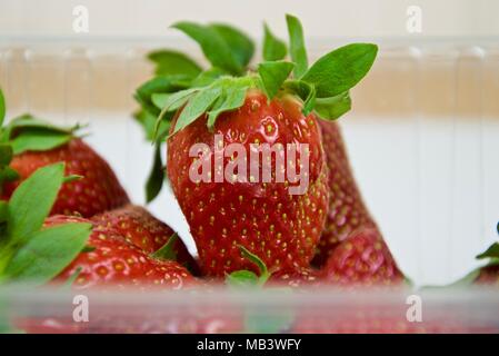 Panier de fraises cueillies au début du printemps dans l'affichage macro Banque D'Images