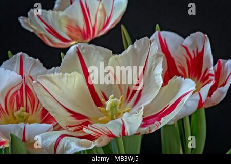 Les chambres lumineuses de l'ivoire et des flammes rouges fleurs du printemps fleurs d'Tulip Happy Generation cultivés dans le Royaume-Uni comme une plante. Banque D'Images