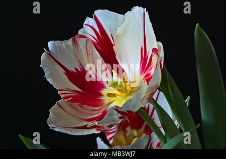 Les chambres lumineuses de l'ivoire et des flammes rouges fleurs du printemps fleurs d'Tulip Happy Generation cultivés dans le Royaume-Uni comme une plante. Banque D'Images