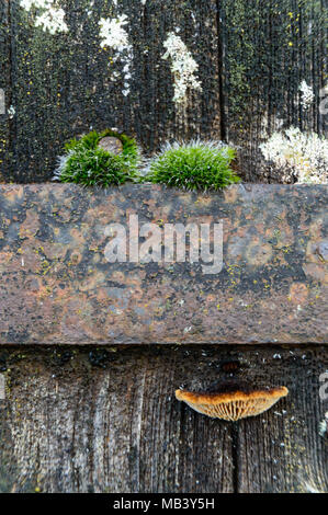 Moss, champignons et fer à repasser sur l'ancienne porte portes Banque D'Images