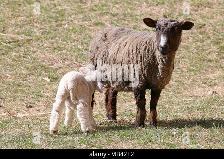 Une mère nourrissant ses moutons Agneau dans un champ sur une ferme Banque D'Images