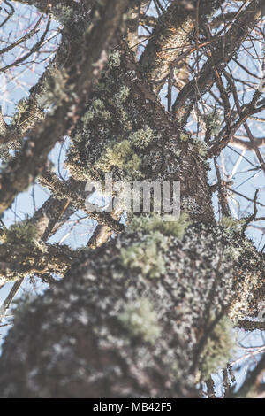 Tronc de l'arbre couvert de multiples espèces de lichens, vu de dessous, dans les bois des Balkans Banque D'Images