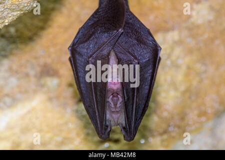 Petit rhinolophe (Rhinolophus hipposideros) body close up. Un rare bat hanging from rock dans une grotte dans le Somerset, Royaume-Uni, avec des ailes enroulé autour de corps Banque D'Images