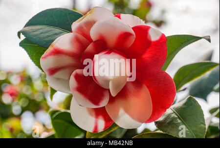 Camellia japonica rouge et blanc 2 gros plan. Banque D'Images