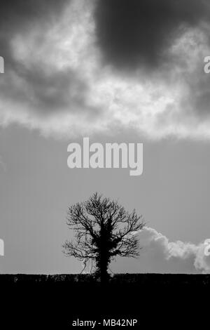 Silhouette d'arbre de chêne (Quercus sp.) contre de puissants ciel. Arbre noir et blanc en face de nuages dans la campagne britannique, au début du printemps Banque D'Images