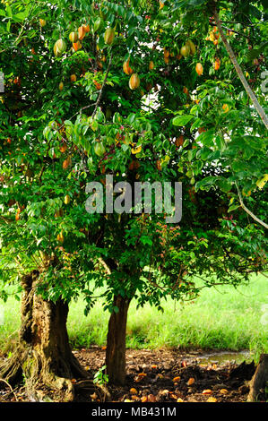 Un arbre caramboles propose des soins de beauté et des collations l'après-midi sur le campus de l'Université de la terre au Costa Rica. Banque D'Images