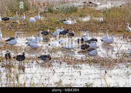 Des Neiges dans une zone humide dans le Bayou Cameron Prairie National Wildlife Refuge en Louisiane Banque D'Images