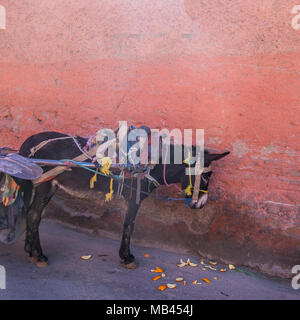 Âne de manger l'écorce d'orange dans le souk de Marrakech, Maroc Banque D'Images