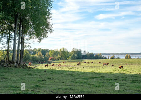 Le pâturage des vaches par le lac Hornborga dans la campagne de Västergötland au cours de l'automne en Suède Banque D'Images