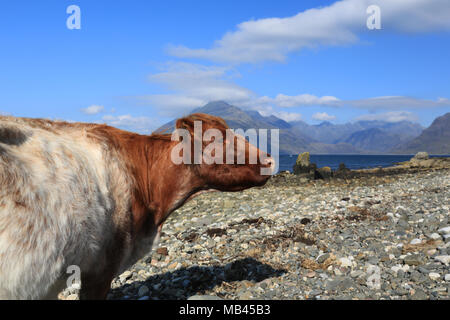 Une vache sur la plage à Elgol, Isle of Skye, Scotland, UK. Banque D'Images