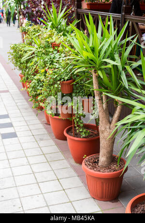 Des buissons et des arbres dans des pots en plastique pour les fleurs dans la rue Banque D'Images