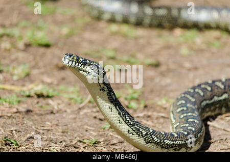 Serpent australien - Diamond Python, Python Morelia Spilota (tapis) Banque D'Images