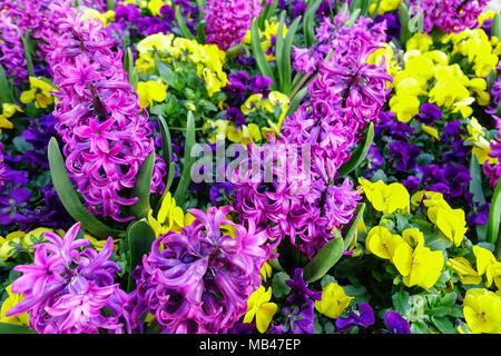 Hyacinthus mixtes et pensées, Viola, fleurs de printemps Banque D'Images