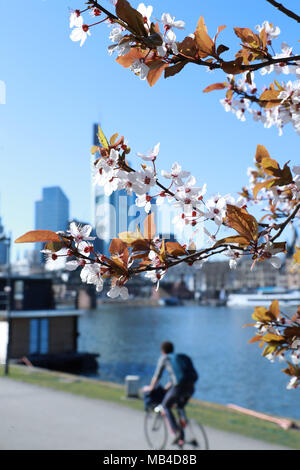 Francfort, Allemagne. 6ème apr 2018. Fleur fleurs sur la rive de la rivière principale de Francfort, Allemagne, le 6 avril 2018. Credit : Luo Huanhuan/Xinhua/Alamy Live News Banque D'Images