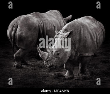 Une paire de Rhinos contre un fond noir Banque D'Images