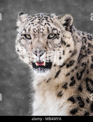 Portrait frontal d'un Snow Leopard dans une tempête de neige contre un arrière-plan gris tacheté Banque D'Images