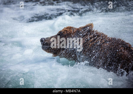 Un ours brun mâle secoue l'eau tandis que la pêche dans la 'jacuzzi' à la base de Brooks Falls, Katmai National Park Banque D'Images