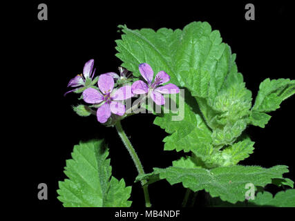 Géranium sauvage géranium molle) floraison (close-up Banque D'Images