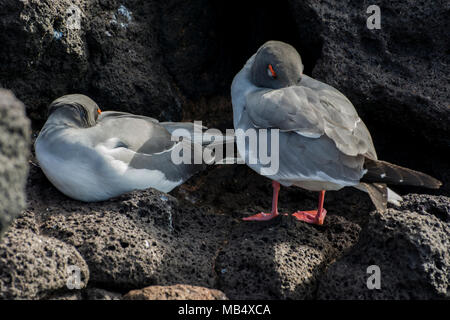 Une mouette à queue fourchue Creagrus furcatus), (la seule espèce mouette nocturne. Ils chassent les poissons et les calmars dans la nuit et sont facilement visibles dans les Galapagos. Banque D'Images