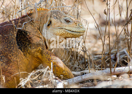 Un iguane terrestre des Galapagos (Conolophus subcristatus) ramper dans certains de la végétation sur l'île Seymour Nord dans les îles Galapagos de l'Équateur. Banque D'Images