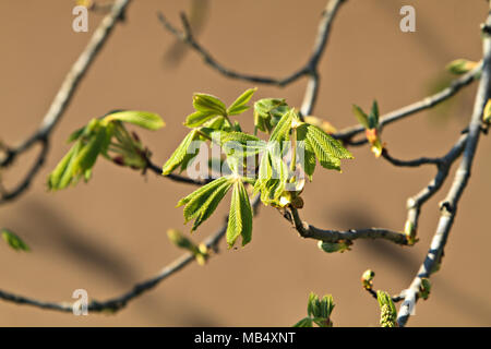 Girl (8-9) Banque D'Images