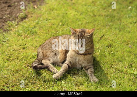 Striped cat couchés dans le jardin. cat est un petit mammifère carnivore domestique avec fourrure douce, un museau court, et de griffes rétractiles. Banque D'Images
