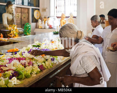 Portrait horizontal d'une vieille dame de mettre des fleurs sur l'autel de Jaya Sri Maha Bodhi dans Anuradhapura, Sri Lanka. Banque D'Images