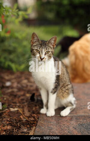 Striped cat couchés dans le jardin. cat est un petit mammifère carnivore domestique avec fourrure douce, un museau court, et de griffes rétractiles. Banque D'Images