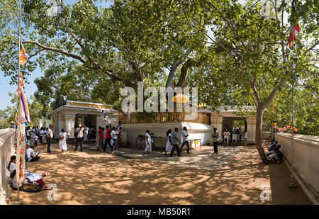 Vue horizontale de l'arbre de la Bodhi à Jaya Sri Maha Bodhi dans Anuradhapura, Sri Lanka. Banque D'Images