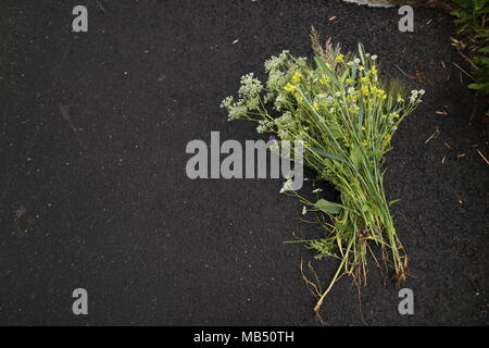 Bouquet coloré de fleurs sauvages sur l'asphalte noir Banque D'Images